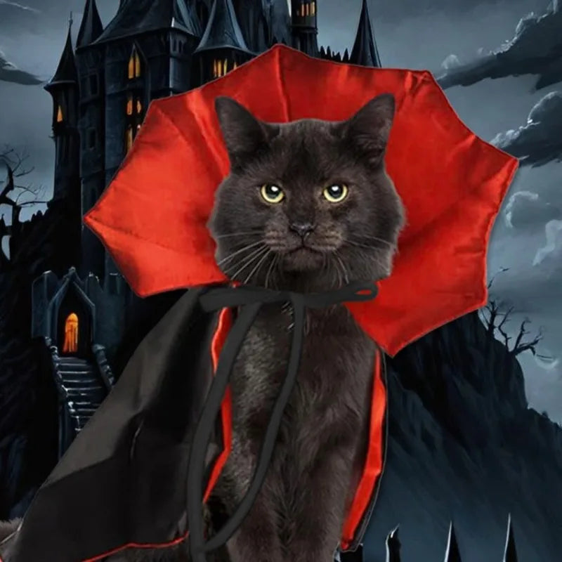 Chat en cape de vampire