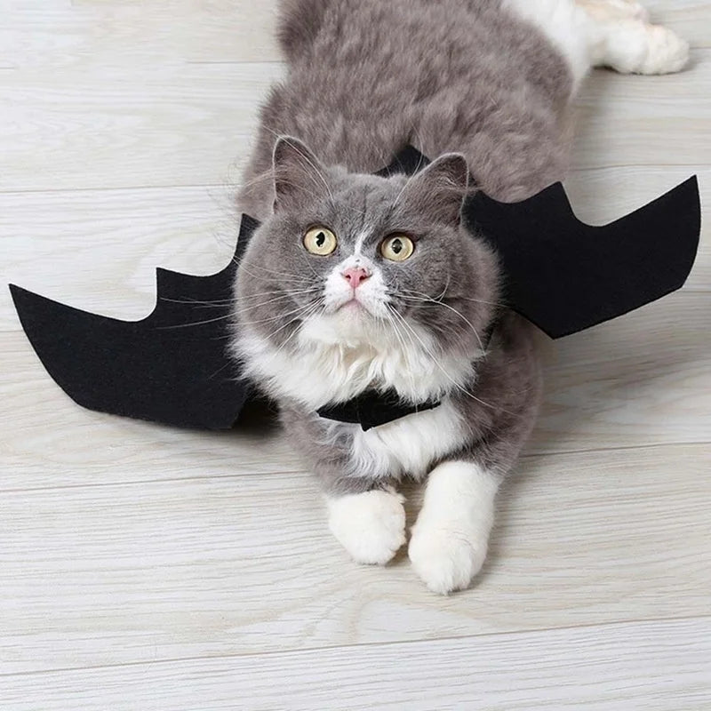 Chaton avec les ailes de chauve-souris
