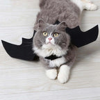 Chaton avec les ailes de chauve-souris