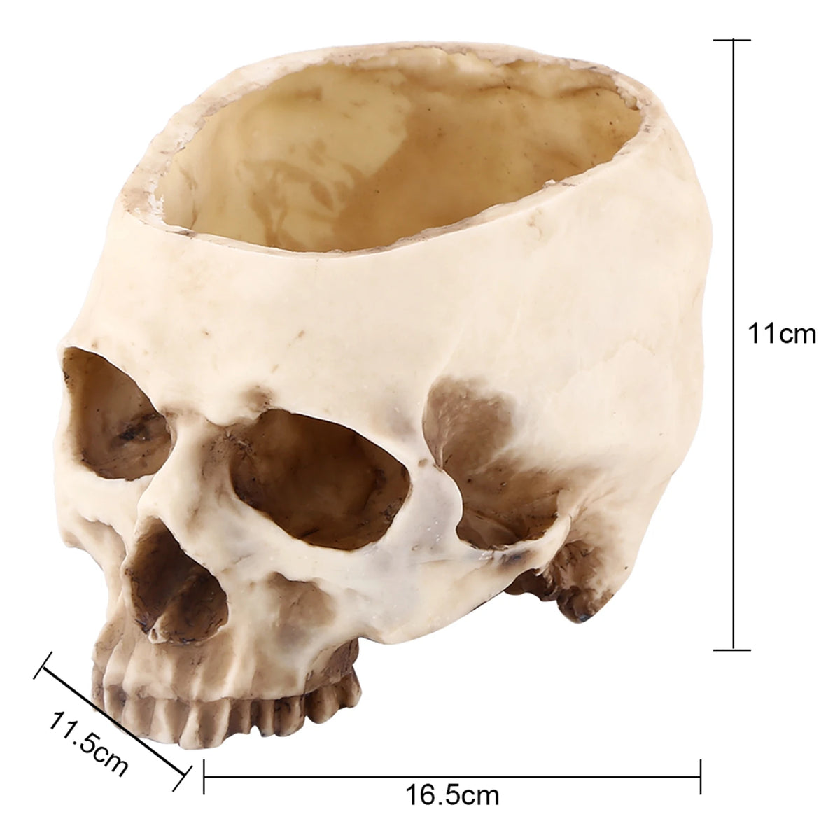 Dimensions du pot crâne : environ 16,5 × 11,5 × 11 cm