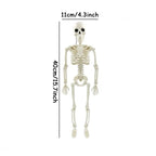 Dimensions du squelette, 40 cm