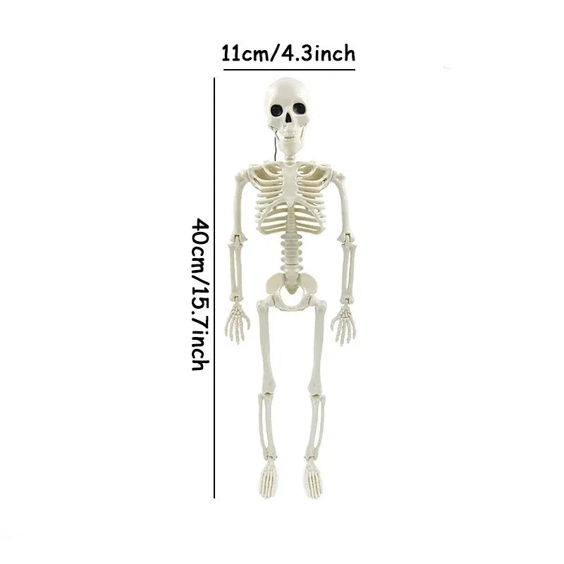 Dimensions du squelette, 40 cm