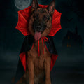 Chien en cape de vampire