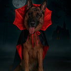 Chien en cape de vampire