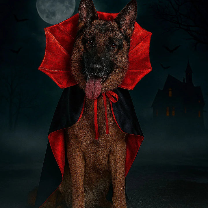 Chien en cape de vampire