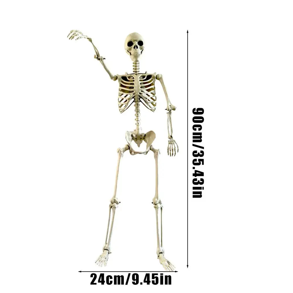 Dimensions du squelette : 90 cm