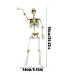 Dimensions du squelette : 90 cm