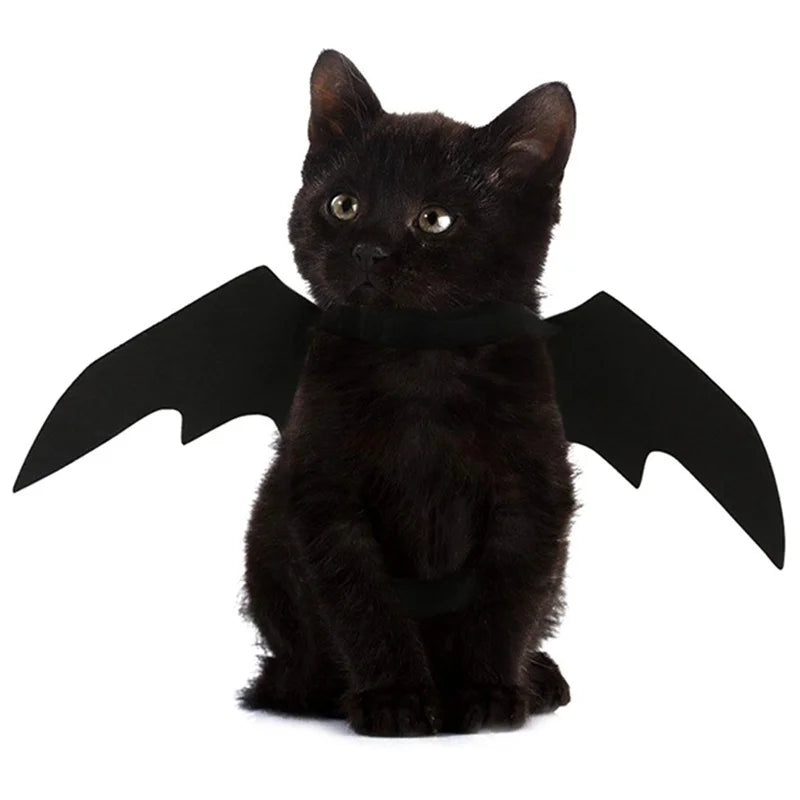 Chat noir déguisé en chauve-souris