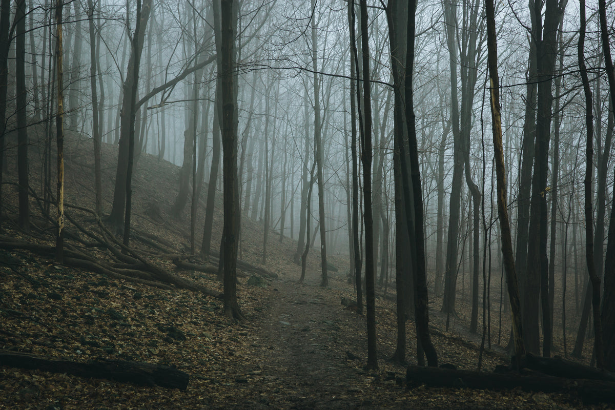 Forêt brumeuse d'automne au crépuscule
